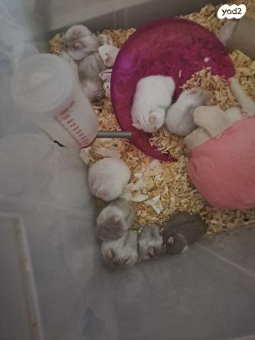 תמונת מודעה - חיות מחמד