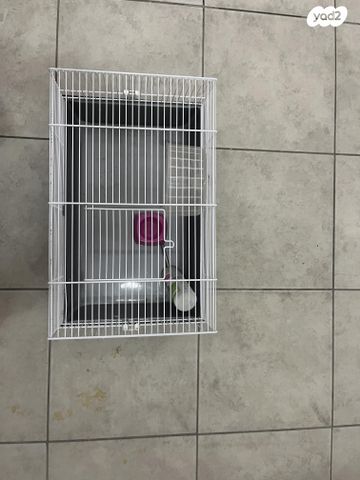 תמונת מודעה - חיות מחמד