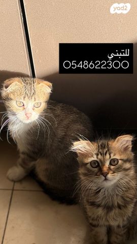 תמונת מודעה - חיות מחמד