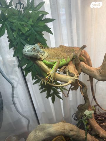 תמונת מודעה - חיות מחמד