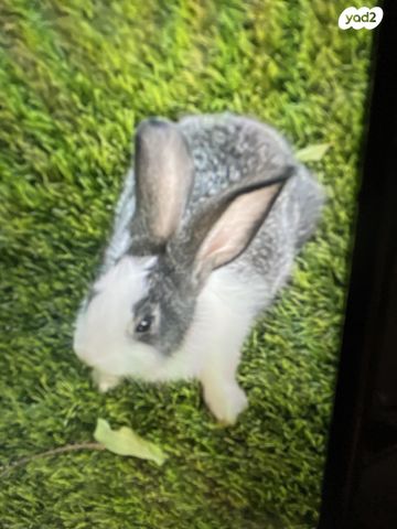 תמונת מודעה - חיות מחמד