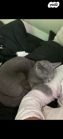 תמונת מודעה - חיות מחמד