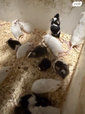 תמונת מודעה - חיות מחמד