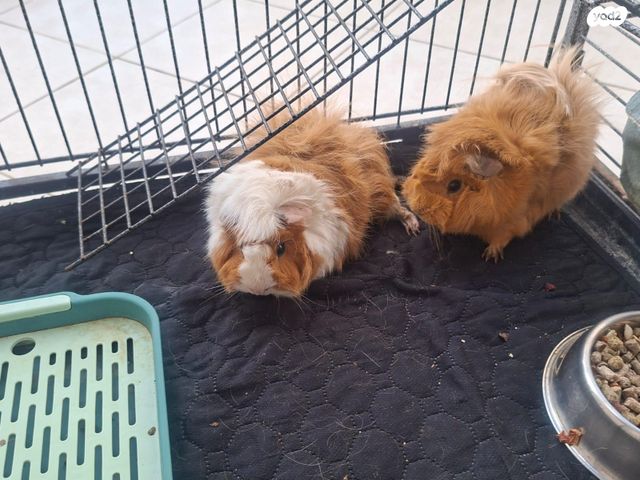 תמונת מודעה - חיות מחמד