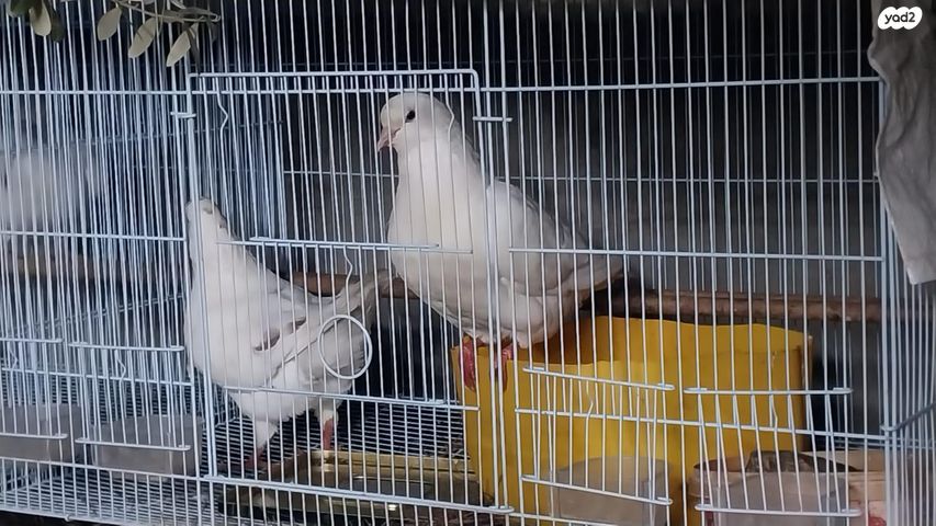 תמונת מודעה - חיות מחמד