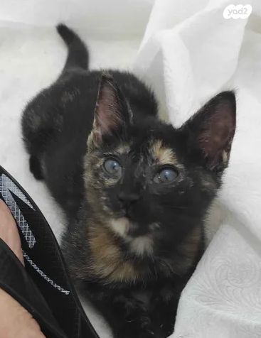 תמונת מודעה - חיות מחמד