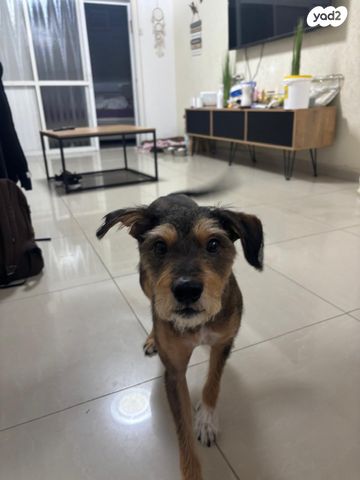 תמונת מודעה - חיות מחמד