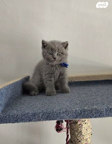 תמונת מודעה - חיות מחמד