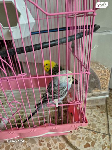 תמונת מודעה - חיות מחמד