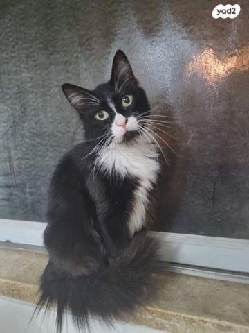 תמונת מודעה - חיות מחמד