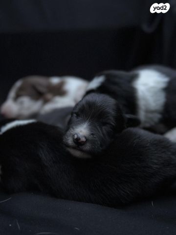 תמונת מודעה - חיות מחמד