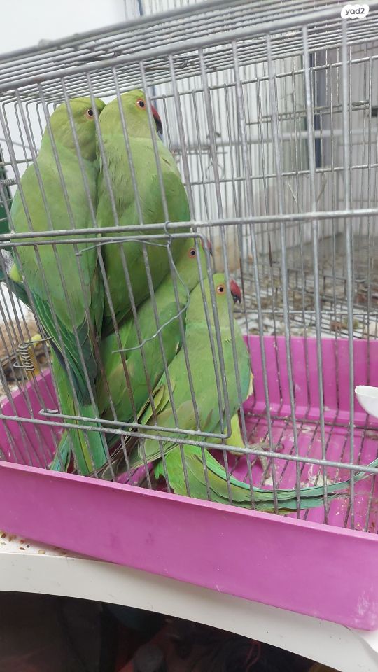 תמונת מודעה - חיות מחמד