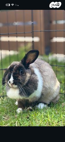 תמונת מודעה - חיות מחמד