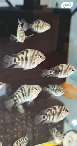 תמונת מודעה - חיות מחמד