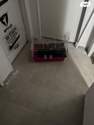 תמונת מודעה - חיות מחמד