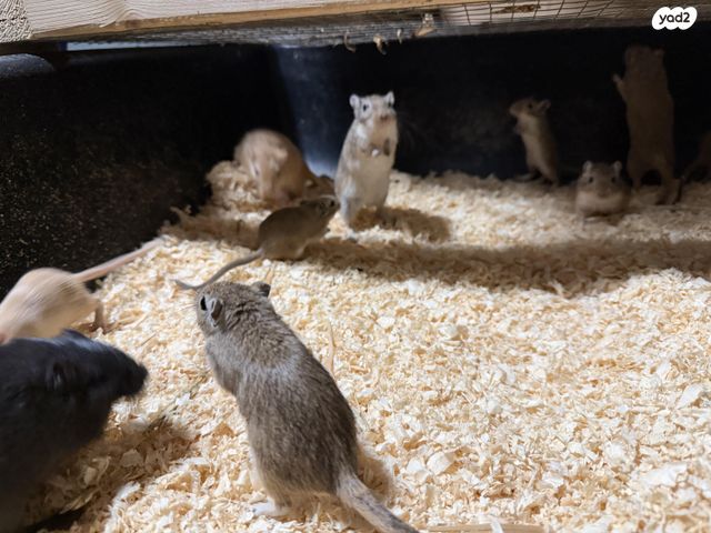 תמונת מודעה - חיות מחמד