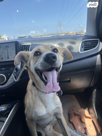 תמונת מודעה - חיות מחמד