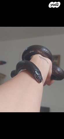 תמונת מודעה - חיות מחמד