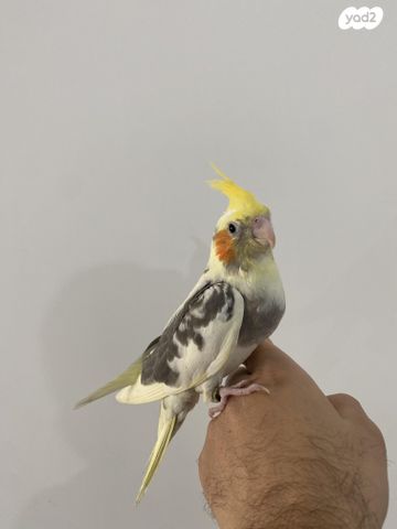 תמונת מודעה - חיות מחמד