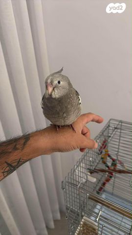 תמונת מודעה - חיות מחמד