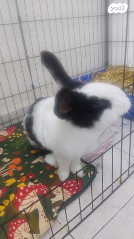 תמונת מודעה - חיות מחמד