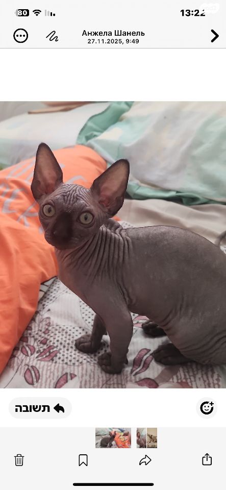 תמונת מודעה - חיות מחמד