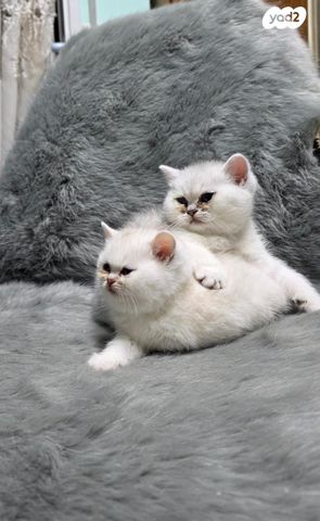 תמונת מודעה - חיות מחמד