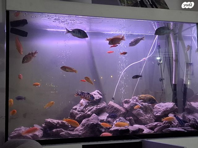 תמונת מודעה - חיות מחמד