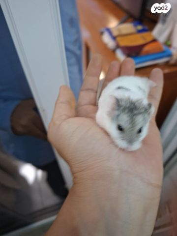 תמונת מודעה - חיות מחמד