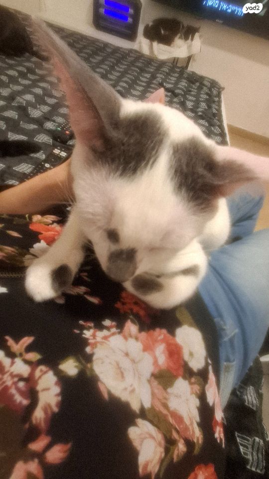 תמונת מודעה - חיות מחמד