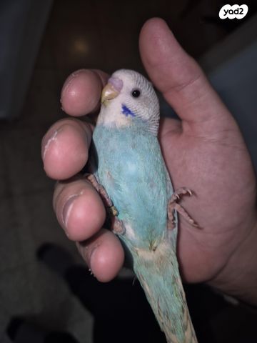 תמונת מודעה - חיות מחמד