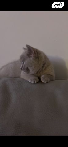 תמונת מודעה - חיות מחמד