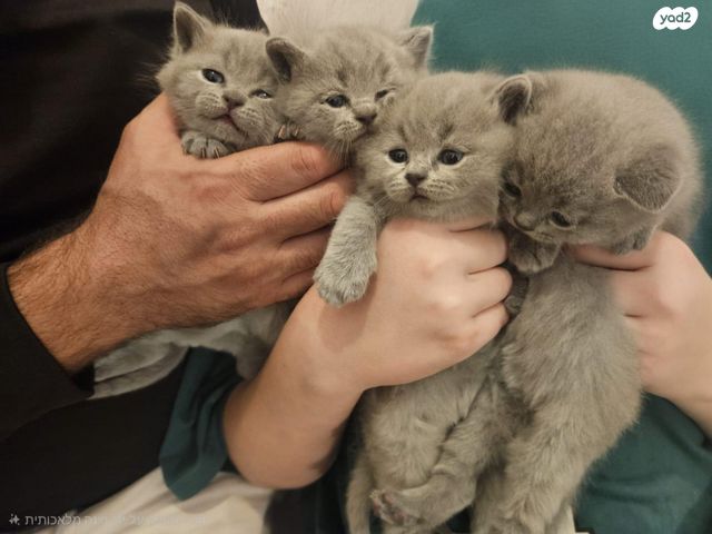 תמונת מודעה - חיות מחמד