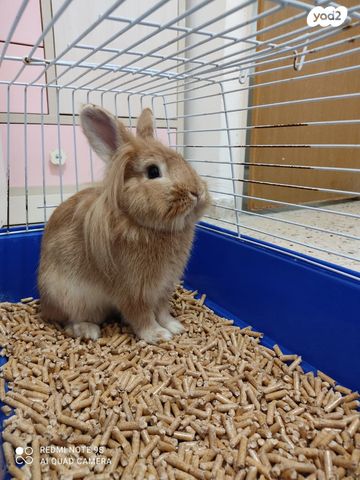 תמונת מודעה - חיות מחמד