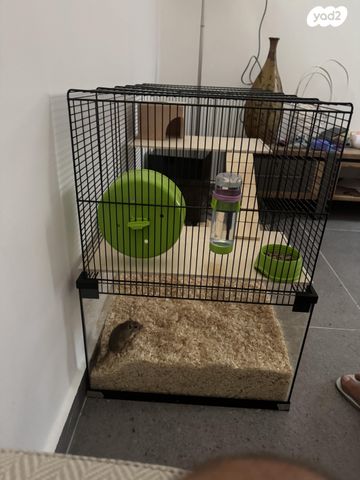 תמונת מודעה - חיות מחמד