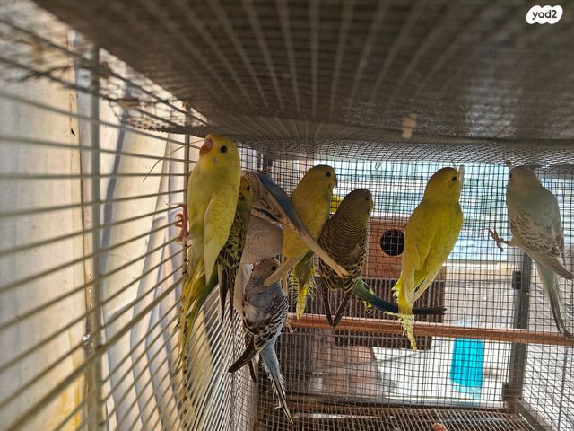 תמונת מודעה - חיות מחמד