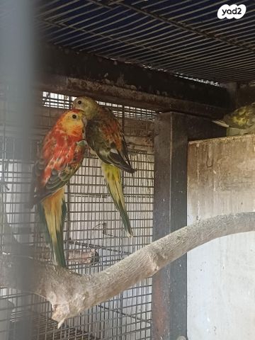 תמונת מודעה - חיות מחמד