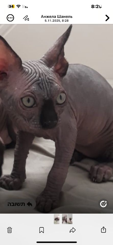 חתול ספינקס