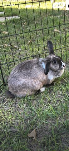 מכרסם ארנב \ שפן