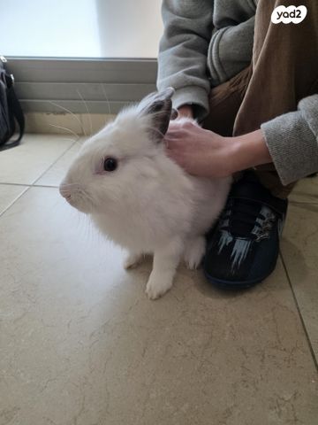 תמונת מודעה - חיות מחמד