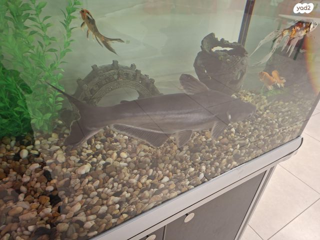 תמונת מודעה - חיות מחמד