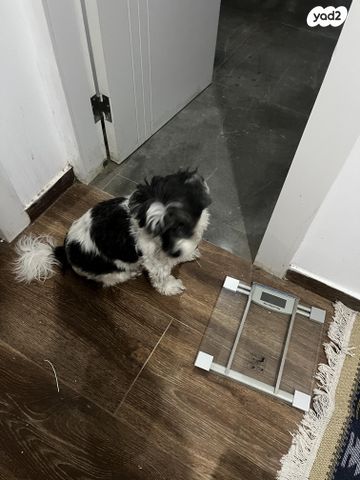 תמונת מודעה - חיות מחמד