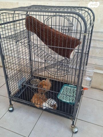 מכרסם שרקן \ קביה