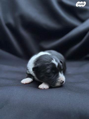 כלב בורדר קולי