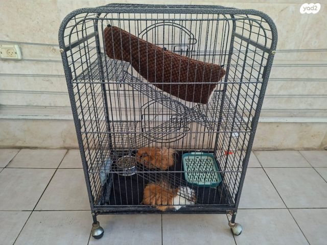 מכרסם שרקן \ קביה