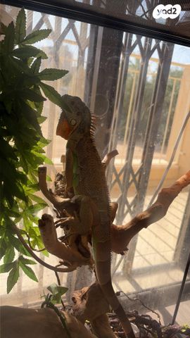 זוחל איגואנה