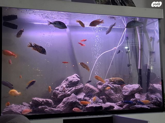 דג ציקלידים