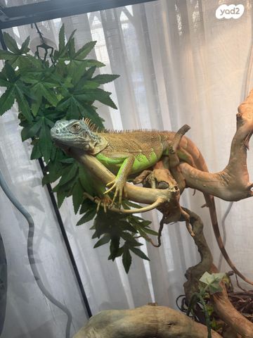 זוחל איגואנה