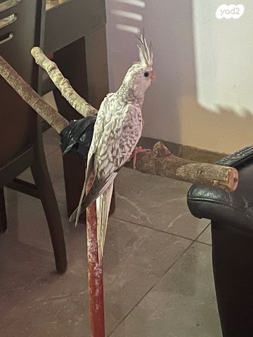 תוכי קוקוטייל