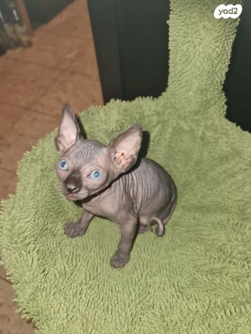 חתול ספינקס